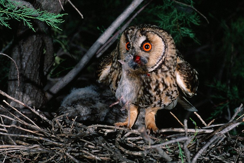 Hibou moyen-duc.jpg